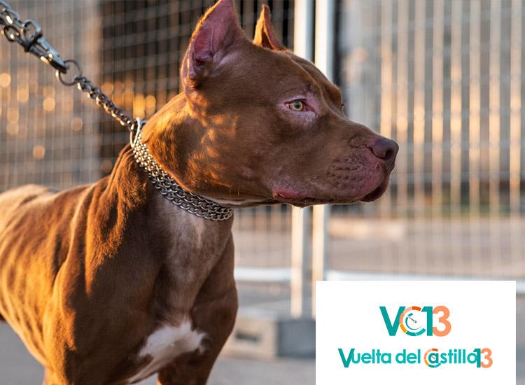 ¿Viajas con un animal potencialmente peligroso? Descubre qué necesitas y cómo conseguir el certificado médico en VC13. ¡Pide cita ya!
